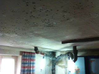 Schimmelbeseitigung Uelzen Lüneburg Celle
